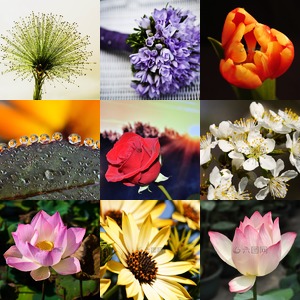 花卉摄影